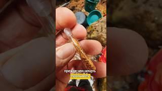Как найти место для добычи золота? #добычазолота #золото #золотоискатель #поискзолота