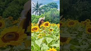 The Most Incredible Sunflower Farm in Bohol (Philippines) #sunflowers #philippines