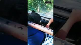 Jeep safari with friends//At Manas National park //#shortvideo #viral #nature@bitupansarkar2154