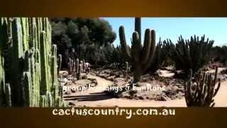 Cactus Country