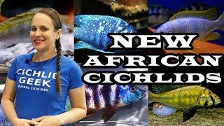 NEW AFRICAN CICHLIDS : LAKE MALAWI, TANGANYIKA, VICTORIA