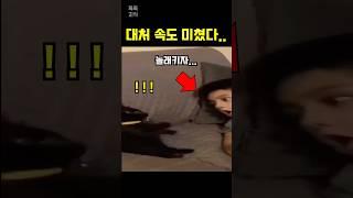 갑자기 놀래키는 것을 본 고양이의 놀라운 행동