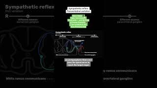 Sympathetic reflex: Paravertebral variation  App: Easy Anatomy #anatomy #nursing #premed #nclex
