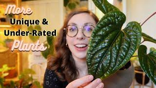 More Cool Plants That Don't Get Enough Love! | Unique & Under-Rated Houseplants