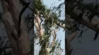 Nature type #gardeningpointds #nature #saveplant #save #life