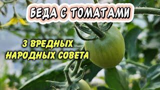 3 народных совета, с которыми потеряете урожай томатов