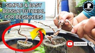 BASIC BENDING AND WIRING TUTORIAL FOR BONSAI | pilingero