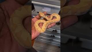 First out the egg…first to shed! #shorts #fyp #reels #snake #ballpython #pets