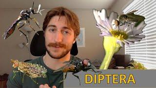 Diptera: The Flies - Order Spotlight