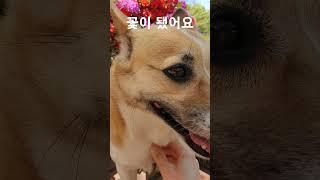 #꽃 #꽃이될래요 #꽃이예요 #절세미견