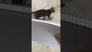 KEDİM YAZILARI OKUYABİLİYOR !! KOMİK KEDİ VİDEOLARI !! MİNTİK !!