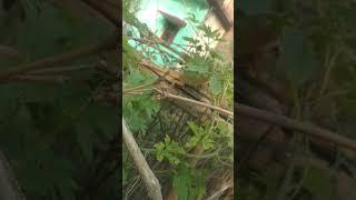 Lizard at hiding zone with Nature#shorts #trending