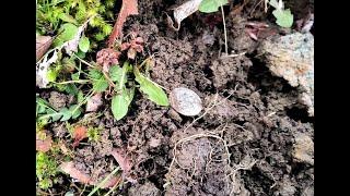 Barbers and Indians! Snatching Silver - Why use an Etrac?! Metal Detecting for Coins 2024