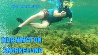 Snorkelling Adventure | Exploring Mornington, Victoria.