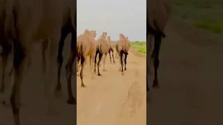 #village #indiapakistanborder #india #cholistan #viral #billionaire #nice #aomolive #shortvideo