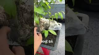 Bonsai lạ
