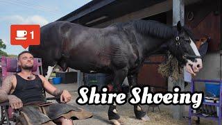 Reviving a Shire's Hooves: Hoof Restoration & Shoe Fitting! #asmr #farrier #equestrian #satisfying