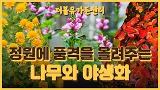 정원에 품격을 올려주는 나무와 야생화 단풍철쭉 목수국 유럽분꽃