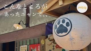 【穴場・ミステリアス】山中にひっそり佇む謎の白い鳥居と猫猫寺「明暗の異世界」/ 京都
