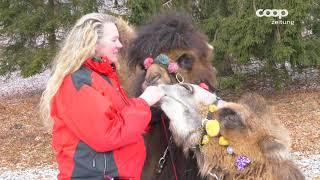 Streichelzoo der besonderen Art: der Mini Zoo Zahir