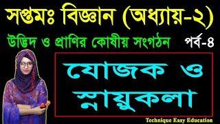 ৯. যোজক ও স্নায়ুকলা || উদ্ভিদ ও প্রাণির কোষীয় সংগঠন || Seven Science Chapter 2 (Part-4)