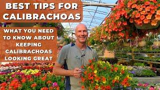 Best Tips for CALIBRACHOAS (Million Bells) - How to Keep Calibrachoas Looking Great