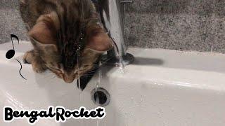 ベンガルの子猫が初めての水遊びで大はしゃぎ！！【ベンガルロケット】