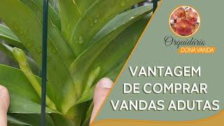 Vantagens de comprar Vanda adulta | Orquidário Dona Vanda