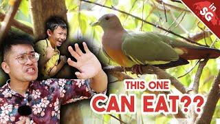 Pigeon Ice Cream?! | Pink-Necked Green Pigeon