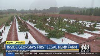 Inside Georgia's first legal hemp farm