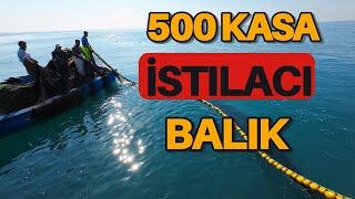 Bu Balık Türü Ülkemizde Yeni Görünmeye Başladı :İSTİLACI