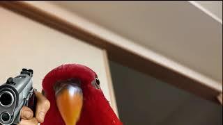 red bird meme