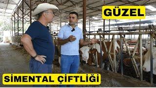 GÜZEL BİR SİMENTAL ÇİFTLİĞİ (Verimleri Artıyor)