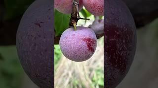 Fresh,farm Chinese #fruitfarming #shorts#ep2