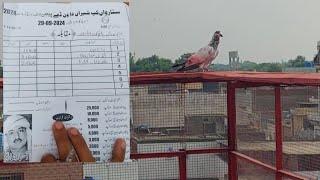 2nd or 3rd Kabootar Bath Gya | Hashim Mahmood Pigeons