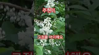 #주현미 #그정을어이해요