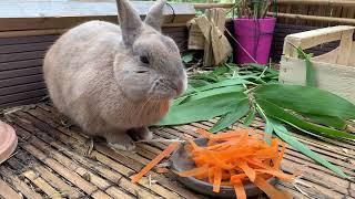 Bunny eats all the kitchen scraps from the nursing home ‍️ #naturalrecycling