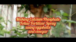 Making Calcium Phosphate using eggshells and vinegar ep20 Paggawa ng Calphos