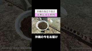 Hunting for natural mozuku seaweed! Playing on the beach in Okinawa #OkinawaTrip #OkinawaTourism ...