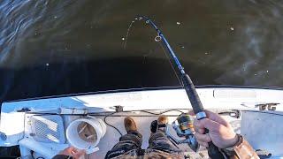 Fishing Live Spot for Striped Bass (Hot Bite!)