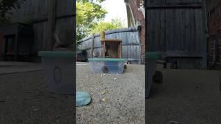 [2K] Brave chipmunk scares away greedy squirrel!  #squirrel  #eatingnuts #chipmunk  #wildlife #cute