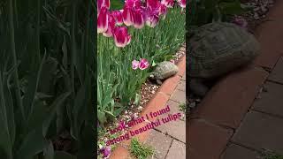 A beautiful Tortoise with Tulips