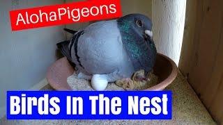 Homing Racing Pigeons 2018 Birds In The Nest!!!