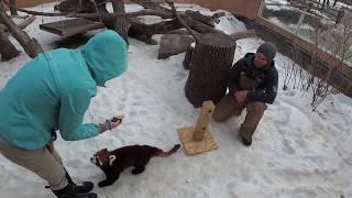 Animal Training: Tactile behavior training with a Red Panda