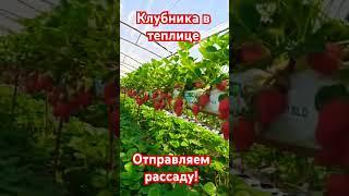 Клубника в теплице . Отправляем рассаду по всей Росси