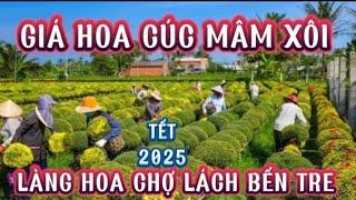 CHIA SẺ CẬP NHẬT GIÁ HOA CÚC MÂM XÔI TẾT 2025 LÀNG HOA CHỢ LÁCH BẾN TRE#caubamientaytv