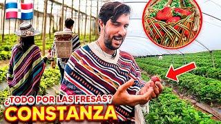 El lugar más FAMOSO en las Redes Sociales está en CONSTANZA | Fresas Ariyama