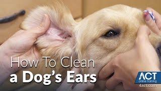 Cleaning A Dog's Ears - Veterinary Training