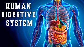 Human Digestive System Animated - How it works!  | A Journey Inside Your Body  #animation #3d