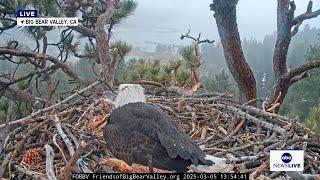 Bald eagles take care of hatchlings in Big Bear Valley, CA